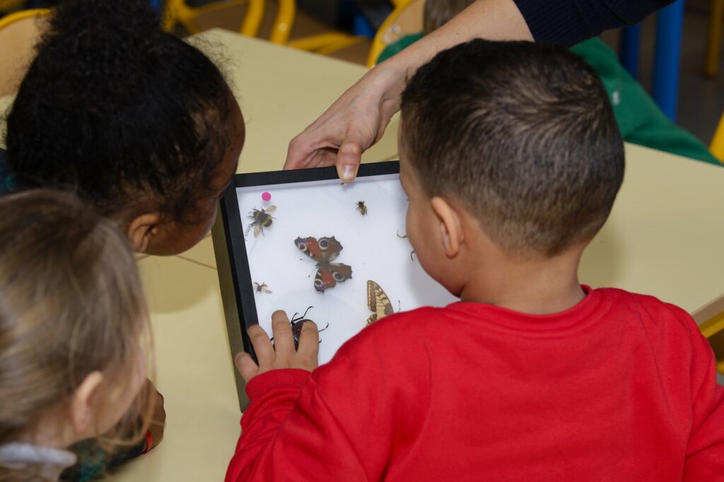 Maternelle - Boîte entomologique 2024 - (c) Patrice LEVEE