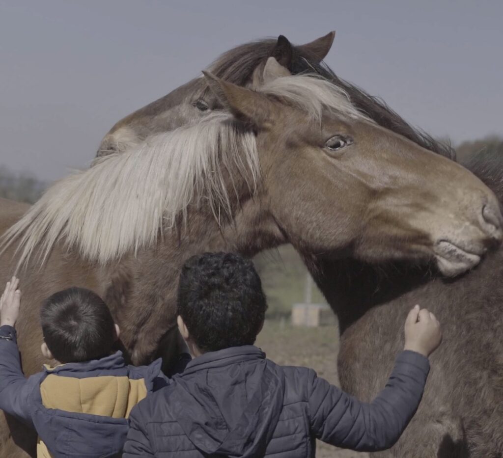 cheval photo 2
