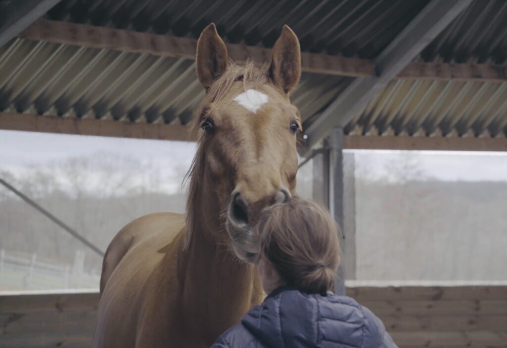 cheval photo 3