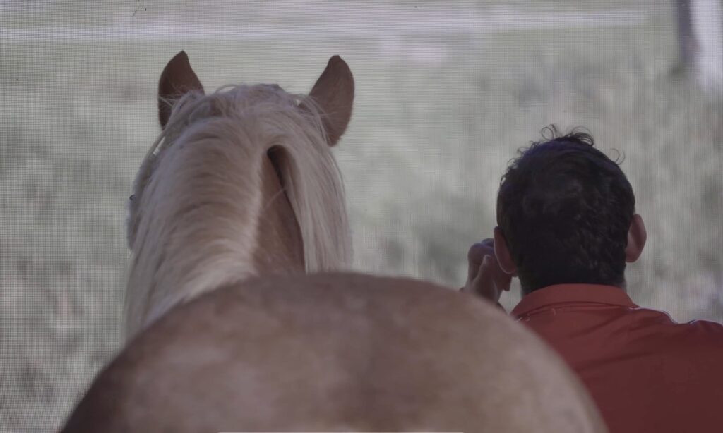 cheval photo 4